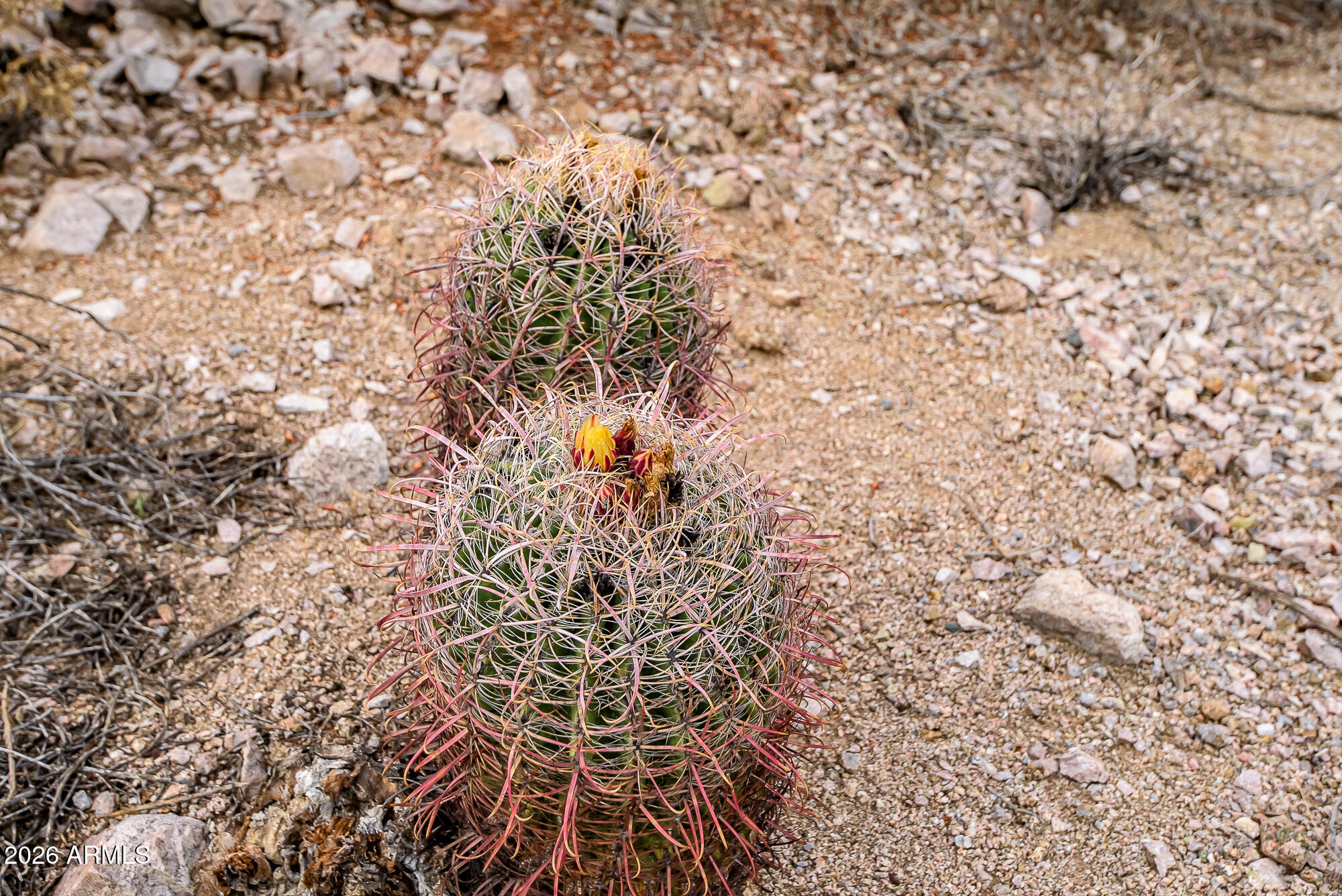 EAGLE CANYON AT LAS SENDAS - Land