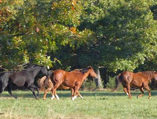 575 ac Scenic Ranch located on a private mountain top. approx. 200 ac pasture-fenced and cross fenced 375 hardwoods, Main home 2700 sq ft. 2bed 2 bath and 1700 sq ft guest home 3 bed 3bath all in excellent condition . 2 private lakes , 12 ponds, Springs, Dry Fork creek , Security gate, BIG VIEWS, Private and Secluded, Barn w/tack room and stalls . Self Sufficient living, Gun range, Generator, Near Buffalo National River and Kings River. Wonderful survival property. Move in ready! 1 hour to Fayetteville AR