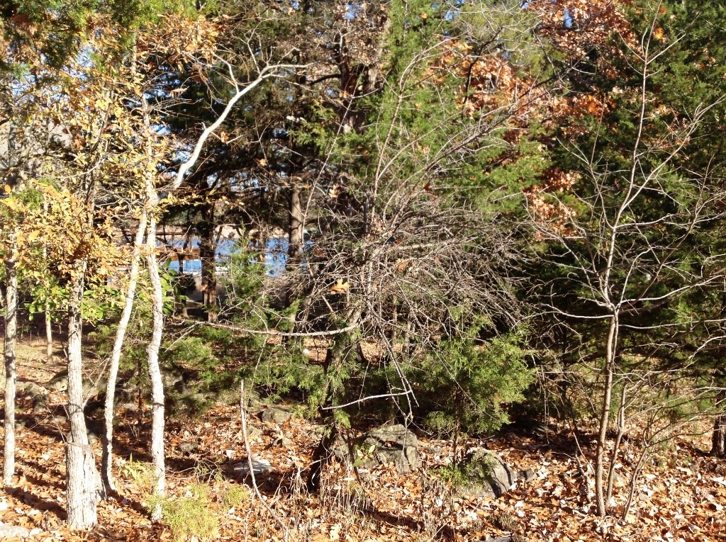 Forest Hills I Lost Bridge Village - Land