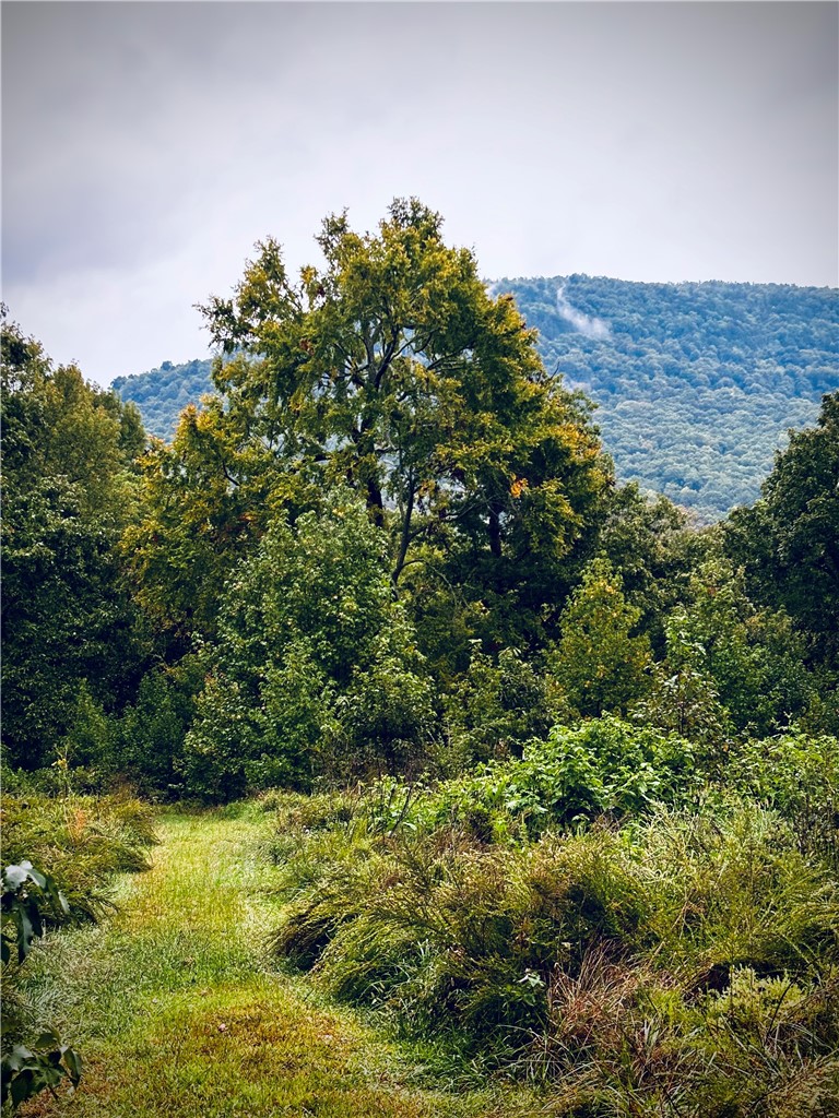 5 Acres m/l with Views & Prime Location near Jasper, AR

This beautiful 5 m/l acre parcel is tucked away in the Parthenon Valley of Newton County, offering a blend of open pasture and hardwood forest with stunning views looking up at the surrounding mountain range. Whether you’re dreaming of a cabin getaway, a permanent residence, or an investment property, this land has plenty of potential with numerous building sites to choose from.

The location is hard to beat—just a short drive to the charming town of Jasper, AR, known for its small-town hospitality, dining, and shops. Outdoor lovers will appreciate being so close to the Buffalo National River and the endless hiking trails, waterfalls, and scenic overlooks of the Ozark National Forest.

Utilities are conveniently available with electric and phone (including DSL internet) at the county road. This property provides the perfect balance of seclusion and accessibility in one of the most sought-after areas of the Ozarks.  For adjoining home, see: MLS #1318348