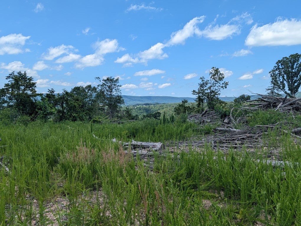 Discover 69 acres of Ozark beauty offering a perfect blend of rolling terrain, scenic views, and exceptional privacy. With multiple potential building sites, this unrestricted property provides endless possibilities whether you're looking to build a forever home, create a recreational getaway, or invest in acreage. Rural water and electric are available, and the property enjoys good gravel road access. Conveniently located near the Buffalo National River and Ozark National Forest, you'll have easy access to hiking, floating, fishing, hunting, horseback riding, ATV adventures, and all the outdoor recreation the Ozarks are known for.   All #s are approximate, buyer to verify availability of utilities.  This property joins 44.23 acres that could be purchased together, MLS # 1353923 & 1353927.