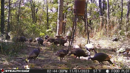 Deer, Bear, Turkey oh my - Land