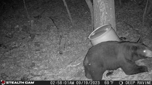 Deer, Bear, Turkey oh my - Land