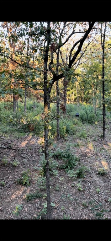 Deer, Bear, Turkey oh my - Land