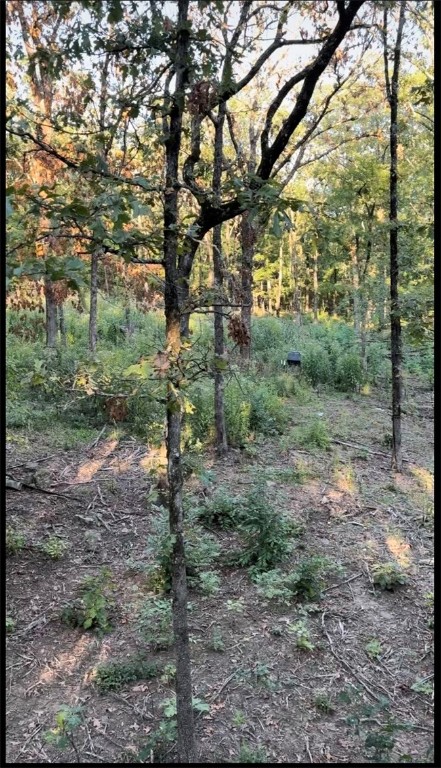 Deer, Bear, Turkey oh my - Land