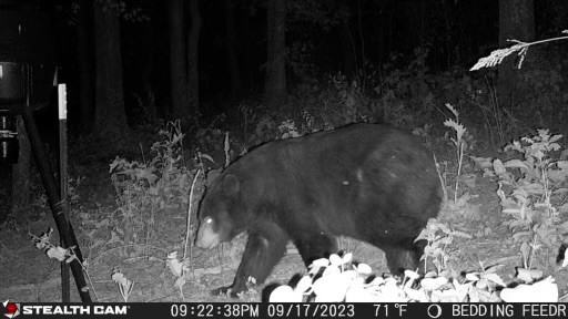 Deer, Bear, Turkey oh my - Land