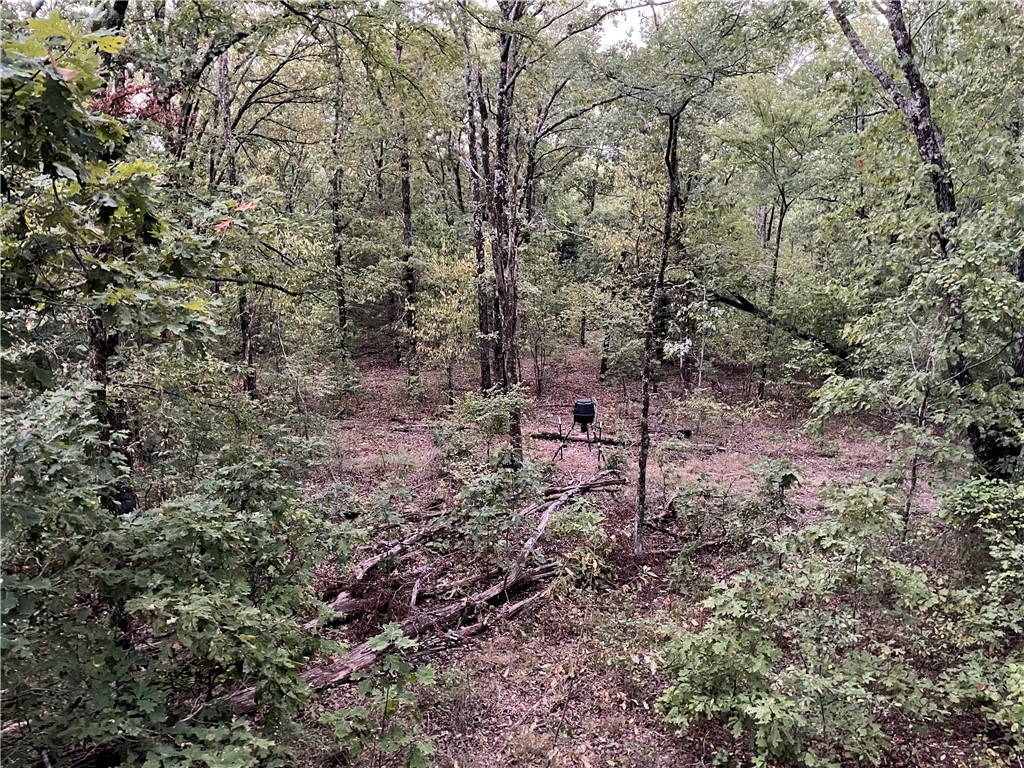 Deer, Bear, Turkey oh my - Land