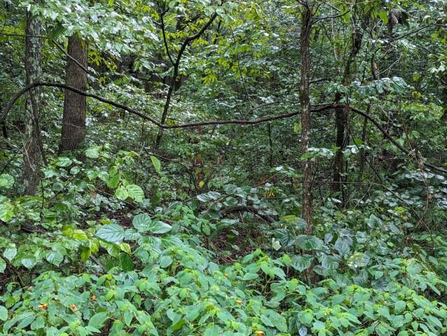 Great 16.67 acres of hunting land with no restrictions. All wooded with a potential for beautiful views up top with some clearing.  Secluded with easy access & loaded with wildlife. Approximately 15 miles to the Buffalo National River & approx. 25 minutes to Harrison.