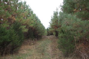 This is approx. 70-80 acres that has been planted into Pine trees. The stand is 10-15 years old. If your looking for a chance to own land like this - Here it is!