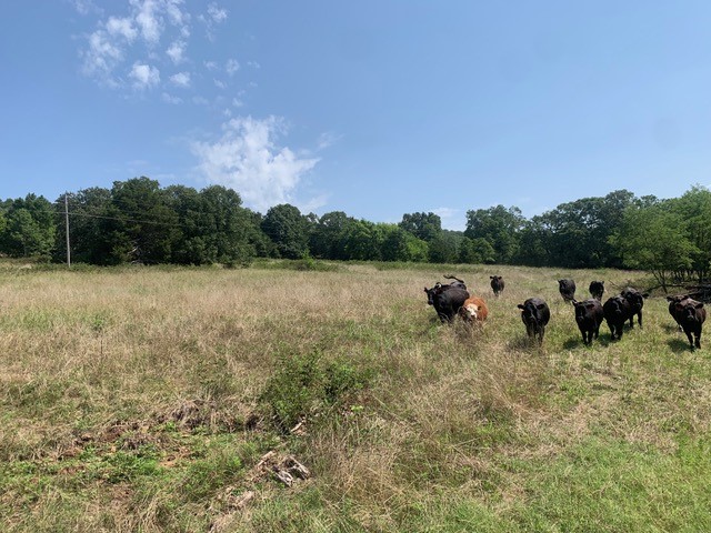 5.57 +/- secluded Acres on a private road. Just minutes from I-49 at West Fork. Roughly 15 minutes from Fayetteville and near Devil's Den National Park. Partially sloping but has multiple building sites. Beautiful views, offering all the privacy you could ask for. Easement to neighboring property is applicable. Rural tap paid. Agent Owned. Additional acreage available.