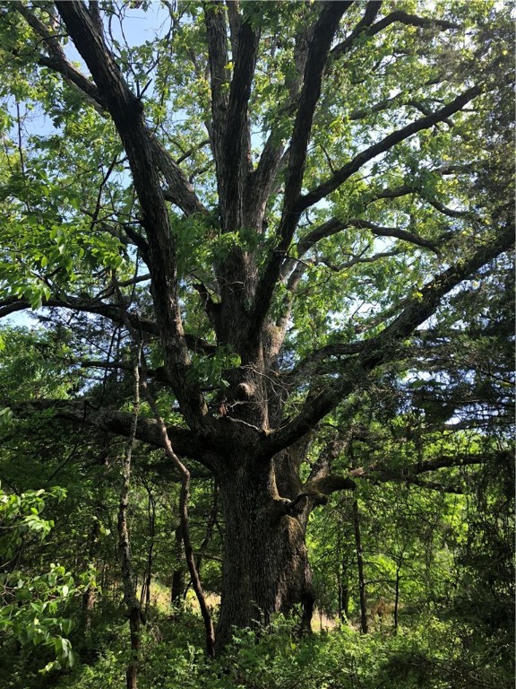 Mossy Oak - Land