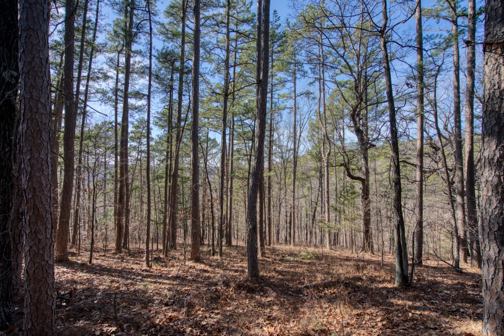Red Fox Ridge - Land