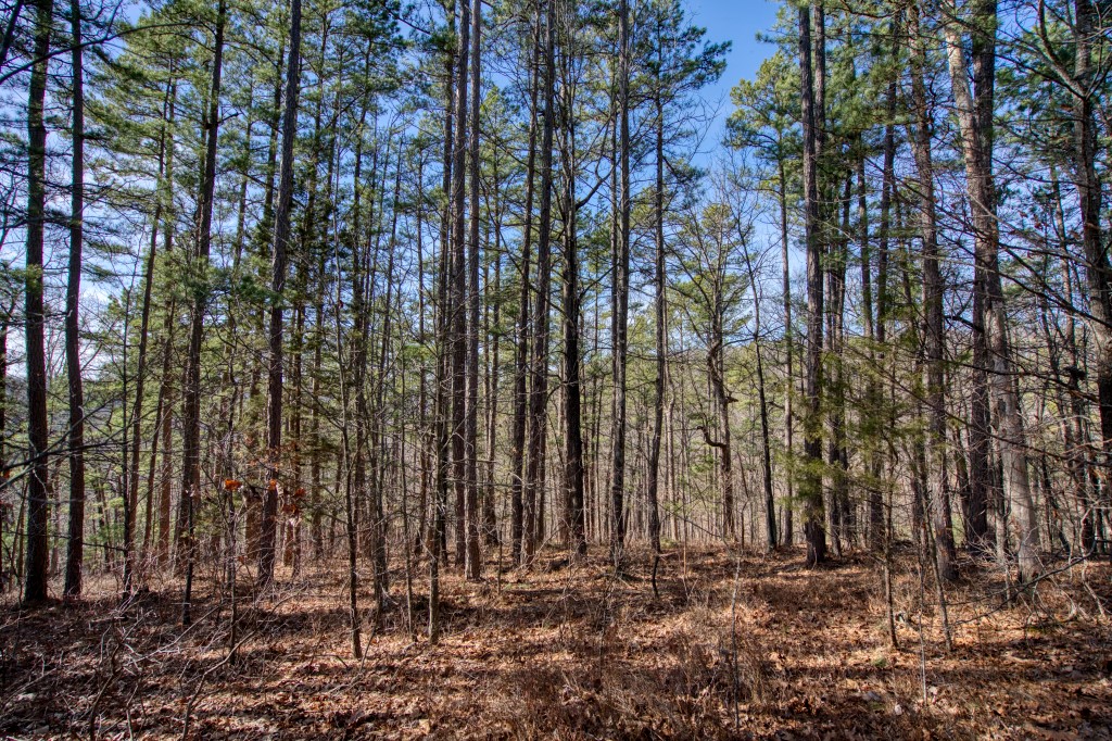 Red Fox Ridge - Land