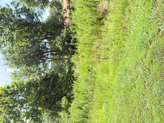 Build your dream home on this beautiful 0.53-acre lot! Nestled in a peaceful setting, this property offers the perfect combination of privacy and convenience. With plenty of space to create your ideal home and outdoor living area, this lot is a great opportunity for homeowners or builders alike. Don't miss your chance to own this wonderful homesite!