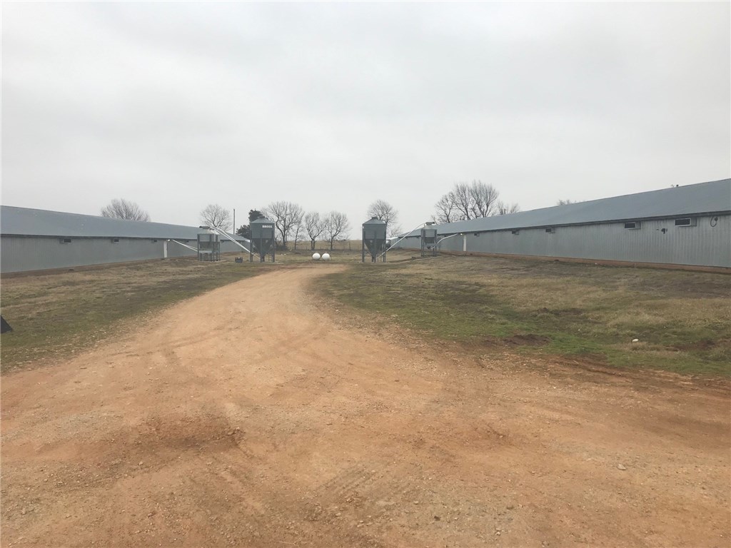 Pullets - Farm