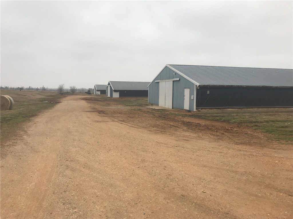 Pullets - Farm