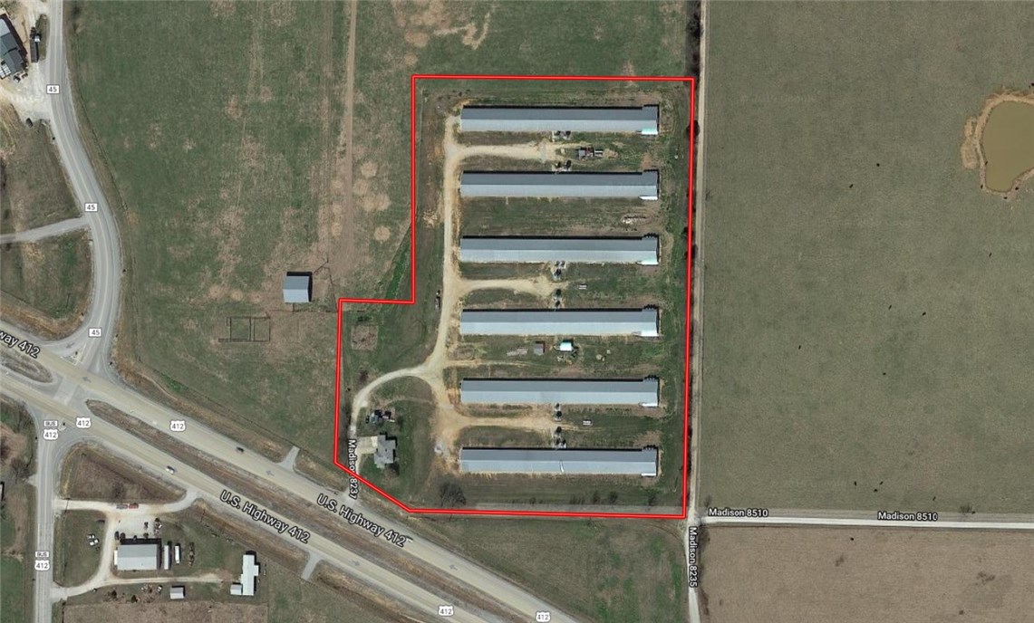 Pullets - Farm