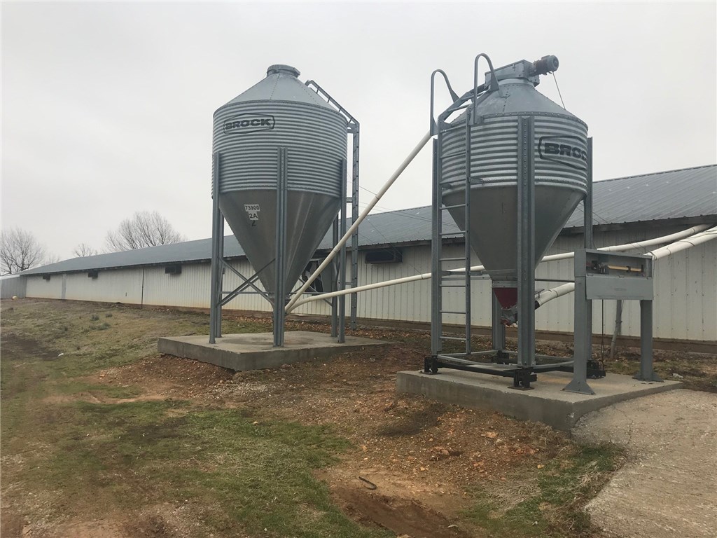 Pullets - Farm