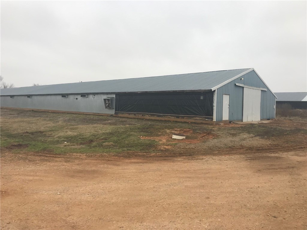 Pullets - Farm