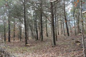 Cabin on 23.75 acres surrounded by National Forest on 3 sides with 2 spring-fed ponds and a few acres of pasture.  Large covered 10'x30' deck overlooks pretty, wooded view.  Short hike down to the headwaters of Mulberry River and Big Piney!  Loaded with wildlife, game cameras show:  Bear, Mountain Lion, Turkey, Deer, Bobcat, Wild Hogs.  Rural water, septic, buried electric, all appliances convey.