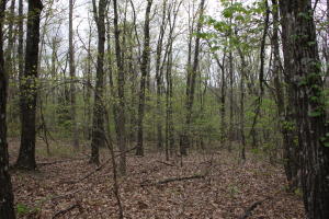Great wood building site found throughout this 36 acres. Excellent views, rural water, electric & phone available. Property is located only 7.2 miles to Low Gap, 11.2 miles to Ponca and 12.9 miles to Boxley. One of a kind property!