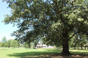 Bryant Br Est (Dardanelle) - Residential