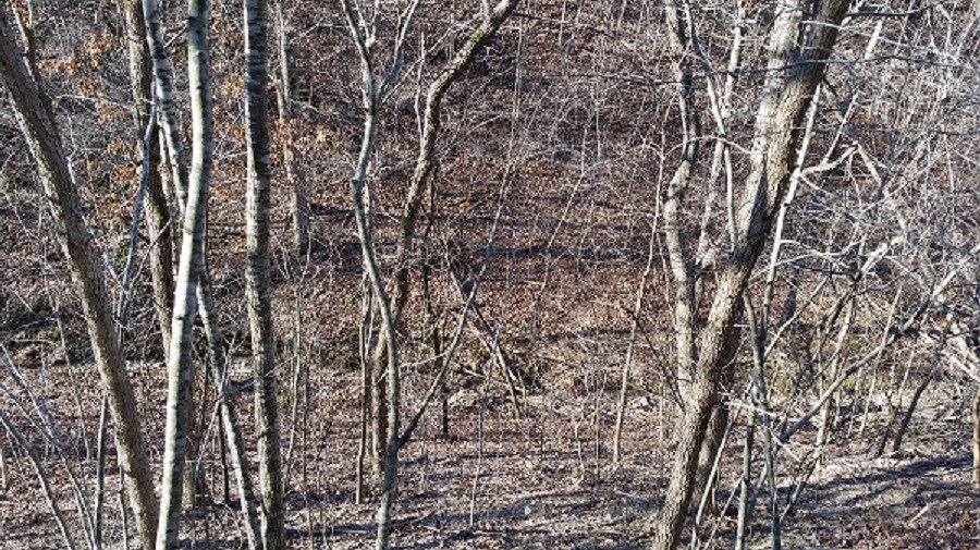 Wooded and very private.  Great Area to hunt, hike or camp out or get away. Additional parcels available with up to 60 acres more or less , contact listing agent for more information .