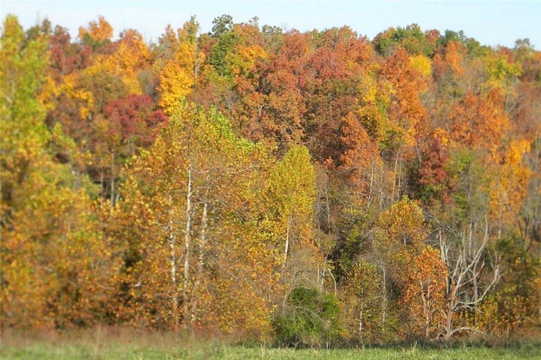 Located just north of Hindsville, this 310 acre cattle farm consists of approximately 275 acres of improved pasture with 40 acres being in Bermuda grass. Once a dairy farm, this property offers 5 springs, 2 ponds, maintained fence, plenty of pasture, and 2 dwellings. The main dwelling gives the owner a nice retreat with views from the deck that overlook the meadows, large dining room, and a recreational room downstairs. The second dwelling is 1127 sq. ft. great for a hired hand or extended family.
