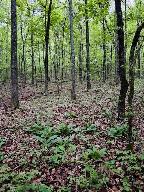 This 14+/- acres is the perfect spot to build your next home, Air BnB, or personal retreat in the Ozark National Forest area! The terrain slopes gently and has multiple, buildable sites. Convenient location just 30 mins. to Fayetteville. The property is on a quiet well-maintained county road. Located less than a mile to the White River. Minutes from Mill Creek and Mulberry OHV trails, and White Rock Mountain Recreation Area. The property is wooded with native rock landscape. Wildlife galore including deer, turkey, and bear. Property has Madison CR 5450 road frontage. See MLS 1273535, adjoining acreage.