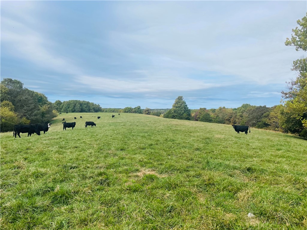 If you have always dreamed of having a ranch that you can run 100+ cow-calf pairs, hunt trophy whitetail bucks, catch fish & hunt ducks from your ponds with awesome mountain views, all in one place, then this 345 Acre ranch is for you!! Owner states that on an average year he will make 500 rolls of hay. Pastures are crossed fenced with three ponds and many year around springs for watering livestock. Bermuda, Fescue & some clover are the primary grasses on the ranch with pastures being fertilized and sprayed on a yearly basis. Several nice locations with views that would be good for new home or cabin. 40 minutes from Fayetteville, 30 minutes from Springdale or Rogers & 20 minutes from Huntsville makes it not too far from town.