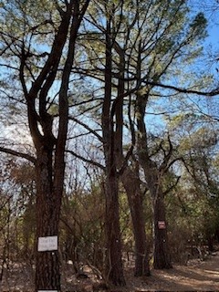 17-16-30 Fayetteville Outlots - Residential