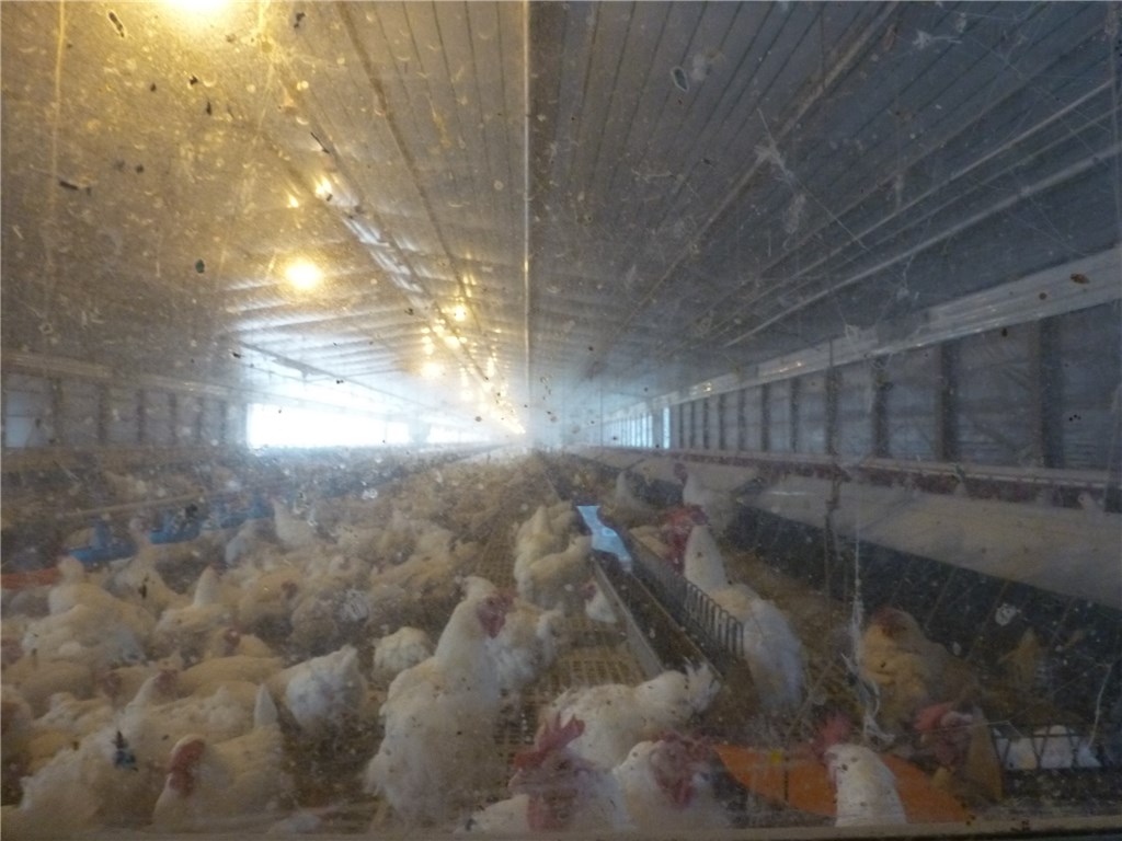 none - Farm