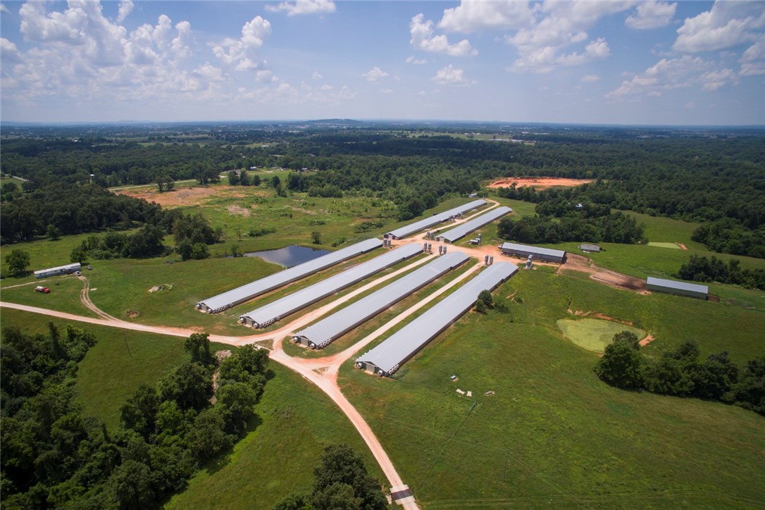 Chicken Ridge - Farm