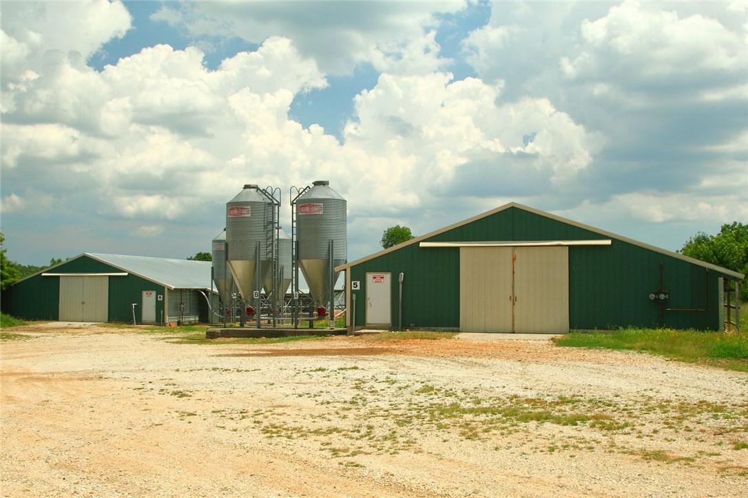 Chicken Ridge - Farm