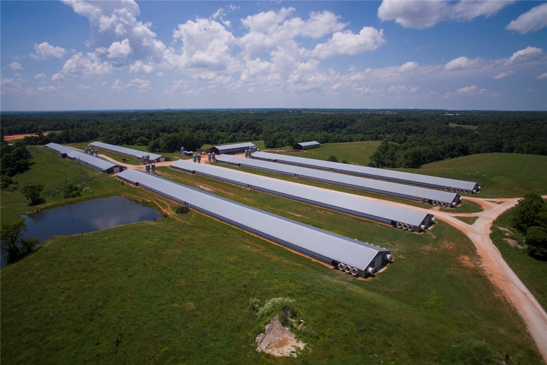 Chicken Ridge - Farm