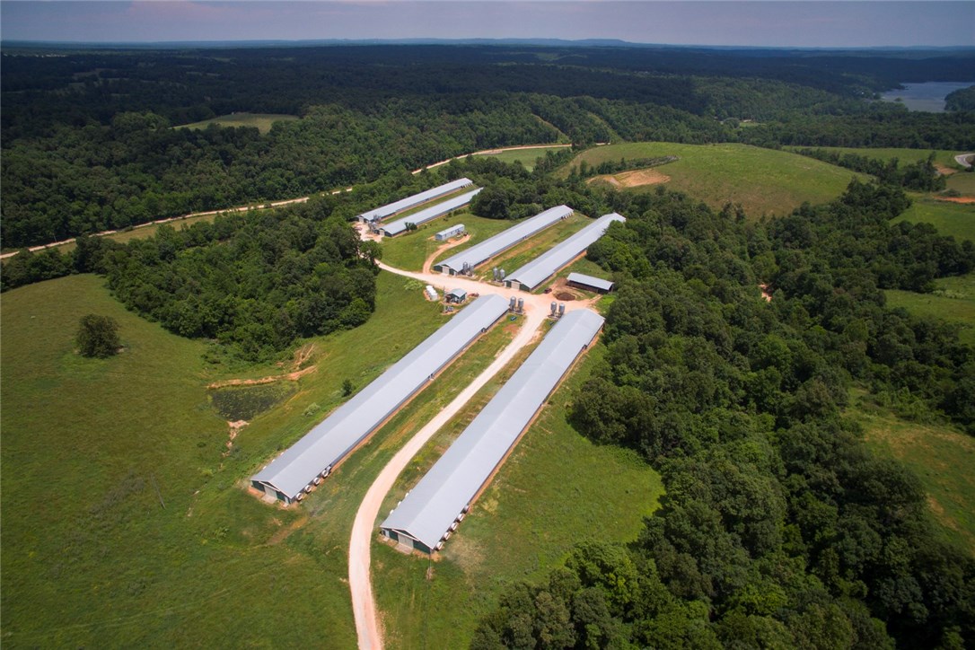 Chicken Ridge - Farm