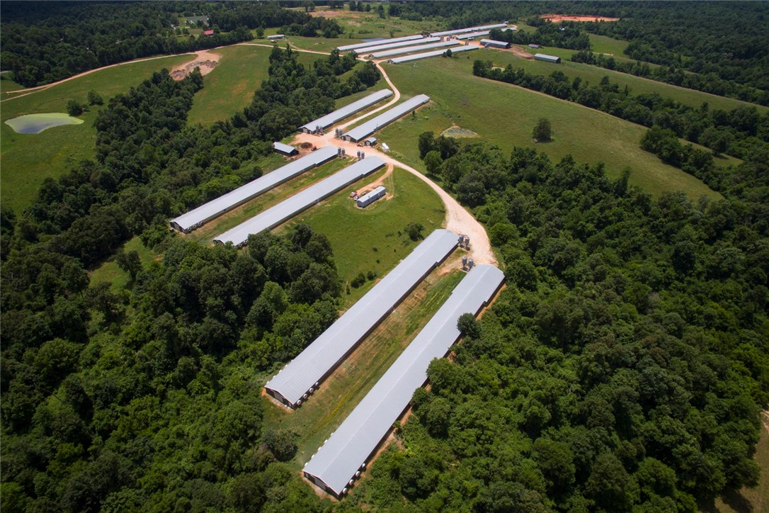 Chicken Ridge - Farm