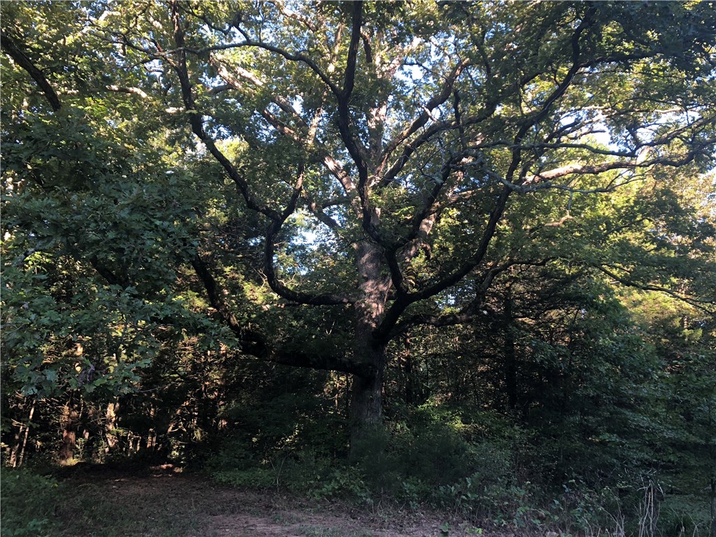 Mossy Oak - Land