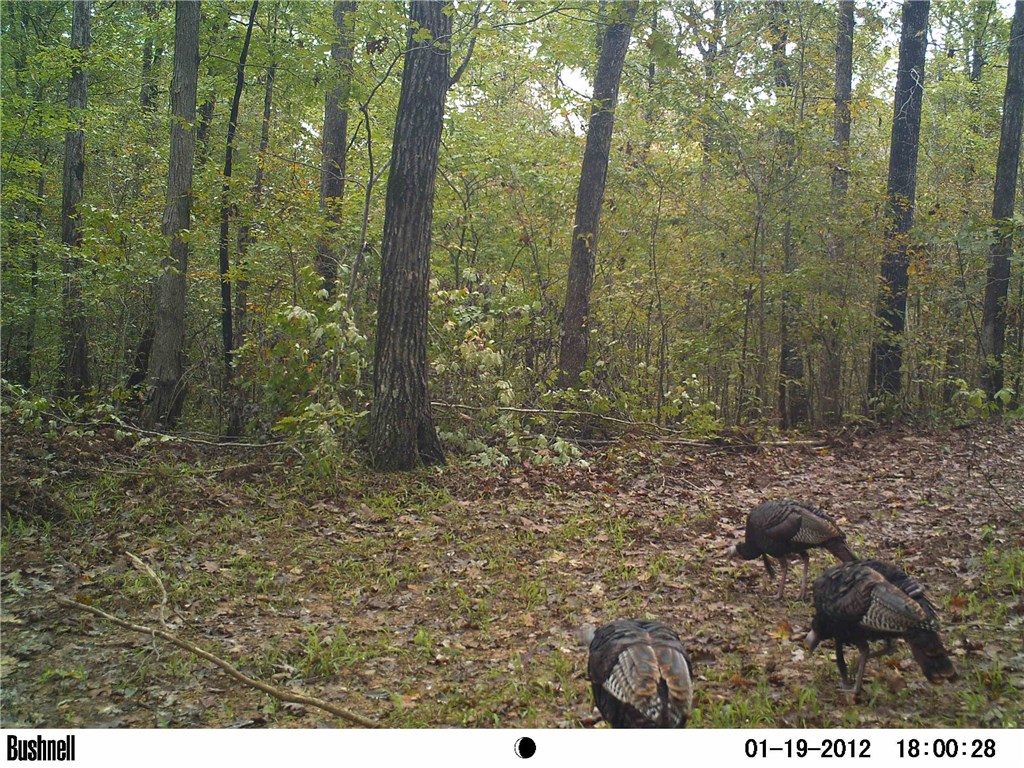 Mossy Oak - Land