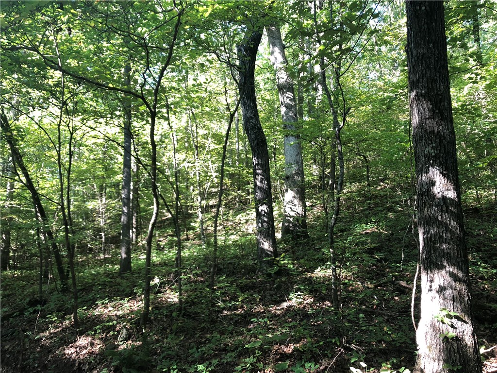 Mossy Oak - Land