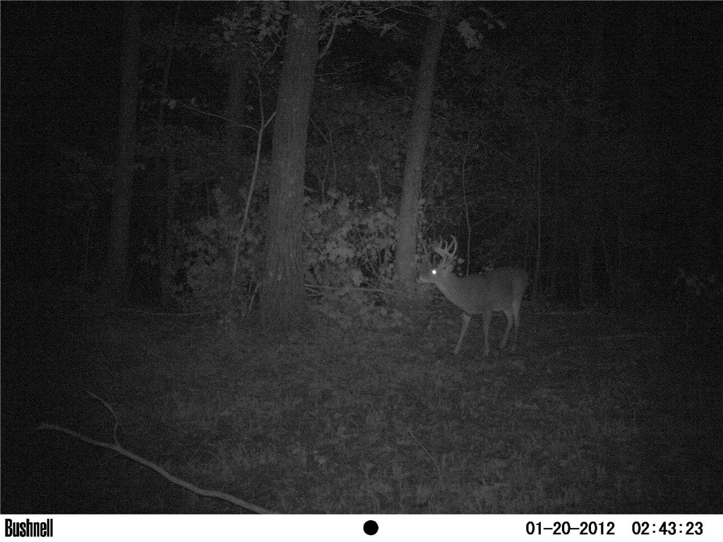 Mossy Oak - Land