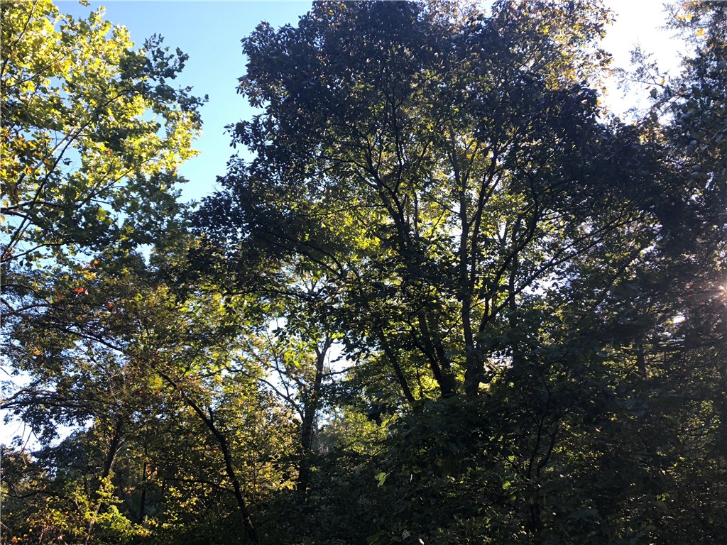 Mossy Oak - Land