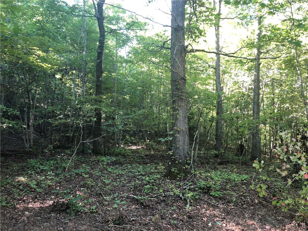 Mossy Oak - Land