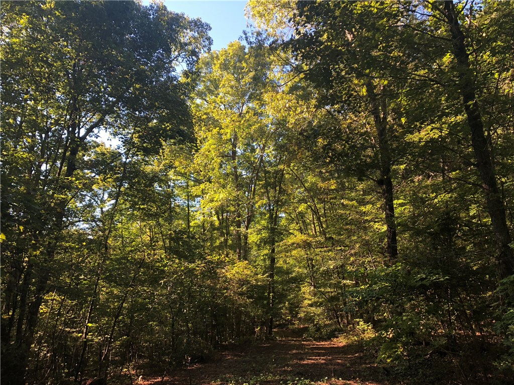 Mossy Oak - Land
