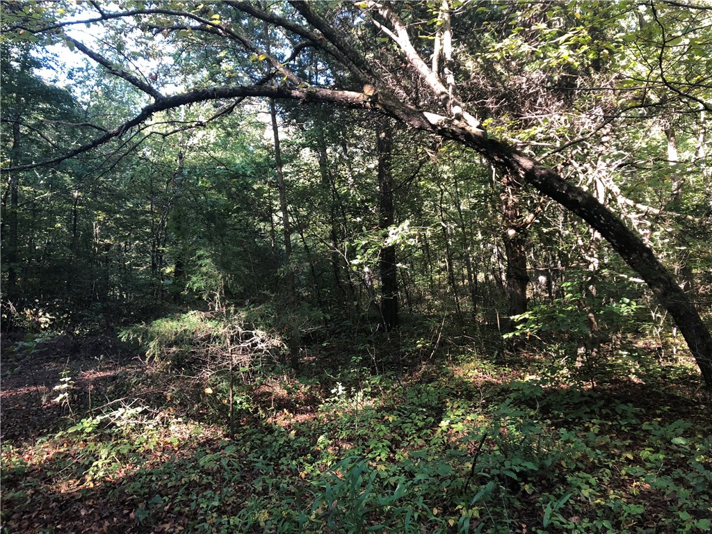 Mossy Oak - Land