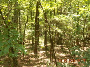 40 acres of hunting land with no current access. Owner will give buyer access via a 20 ft easement on the north side of owners 20 acres but buyer must build the 660 ft road to land from sims hollow rd.Surface Only