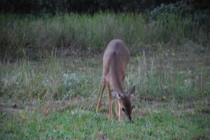 Mill Hollow Estates - Land