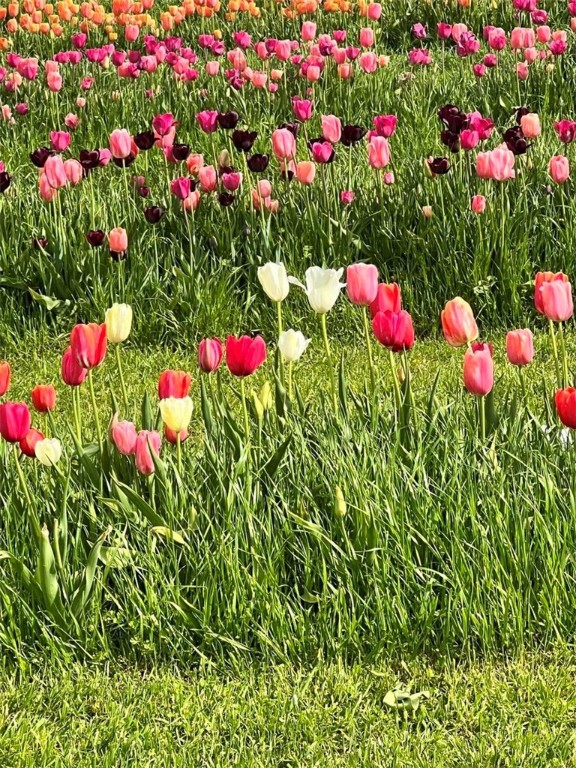 Tulip Farm, sold before listed
