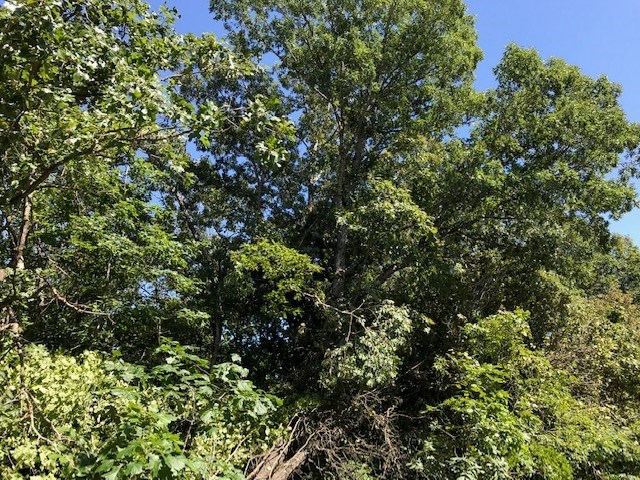 Great location in western Highlands - close to Branchwood Rec Center, Highlands Golf and Lake Loch Lomond. Sloped lot would work well for walk-out design home.