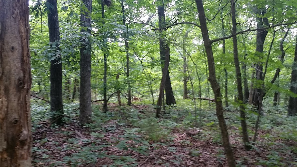 Tony Mountain Sub - Land